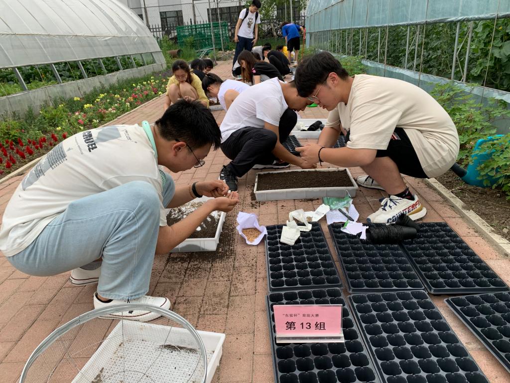 育苗箱育苗